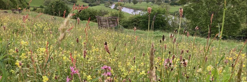 Hermitage Meadow, Crook O'Lune Hermitage Meadow, Crook O'Lune