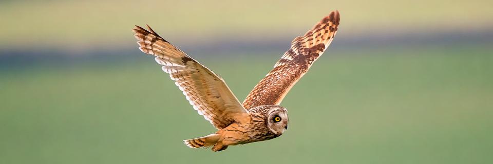 Short eared owl by Mark Harder