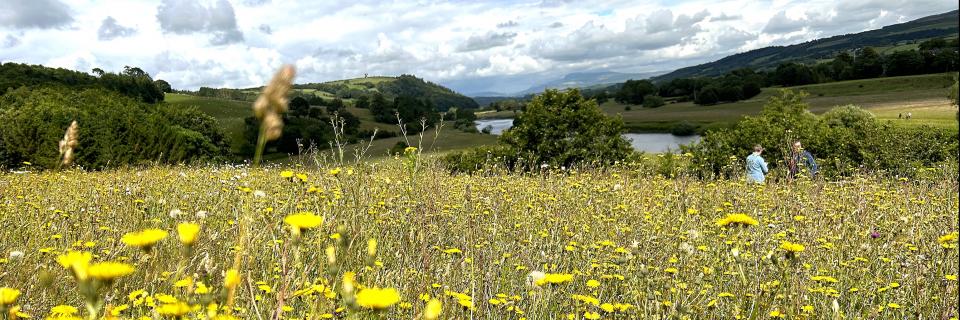Hermitage Meadow, Crook O'Lune