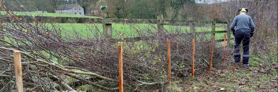 Hedge laying training