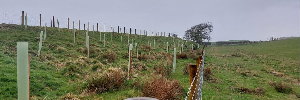 Quernmore woodland planting