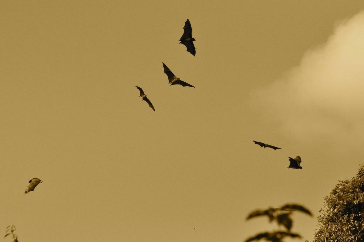 Bixaby stock image of a bat