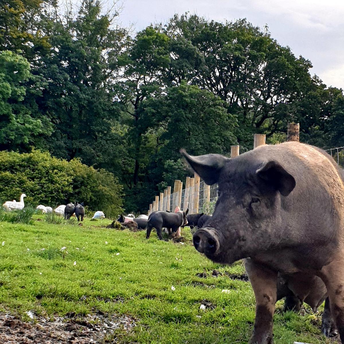 Bowland Outdoor Reared Pork