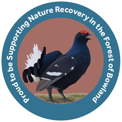  Black Grouse image credit Salt Marsh Studios