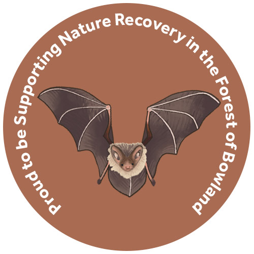  Brown long-eared bat