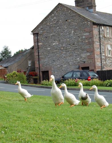 Ducks on the green by Joshua Milligan