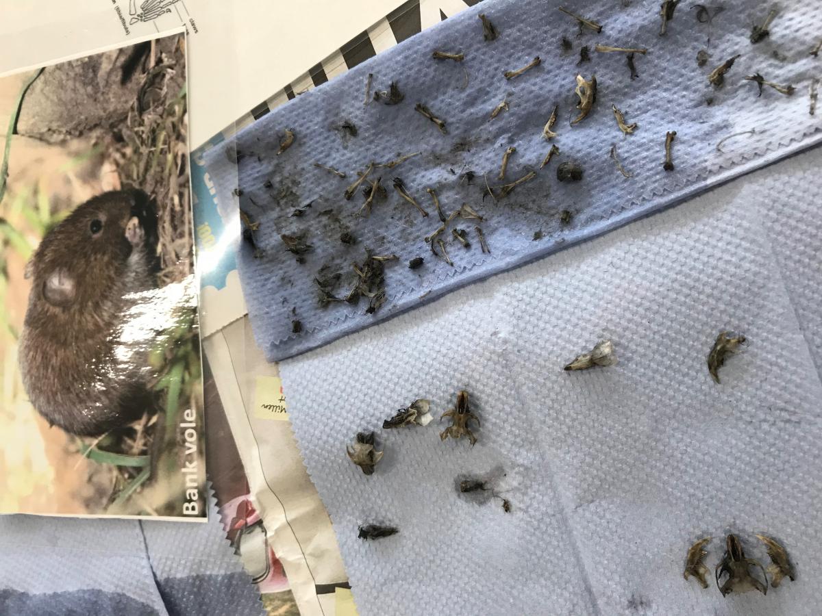 Owl pellet dissection Owl pellet dissection