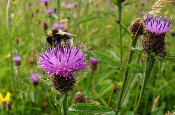 Bumble Bee