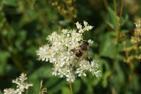 Hoverfly on Meadowsweet