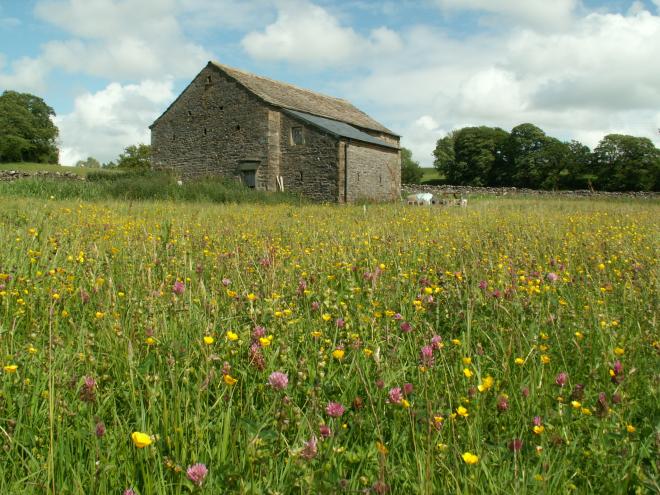 Bowland Hay Meadow