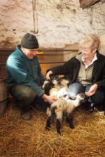 Lambs at Cobble Hey Farm