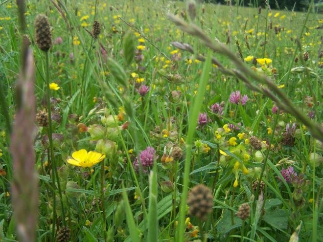 Bell Sykes Hay Meadow