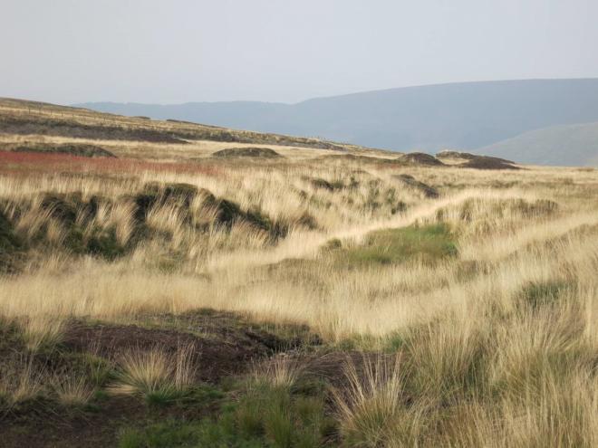 Recovery at Bleasdale 6 months after seeding