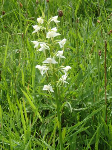 Greater Butterfly Orchid