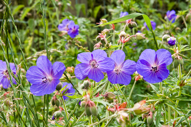 Meadow Cranesbill by Graham Cooper