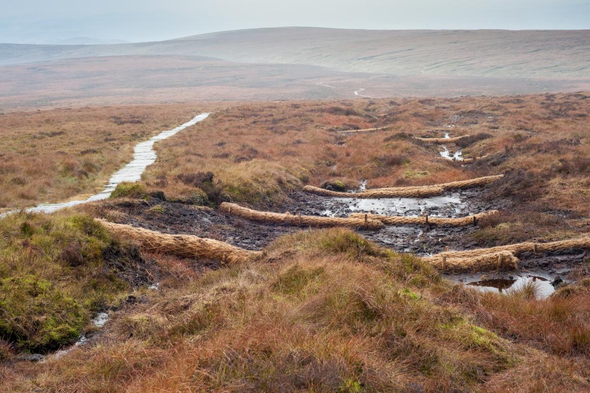 Peat restoration