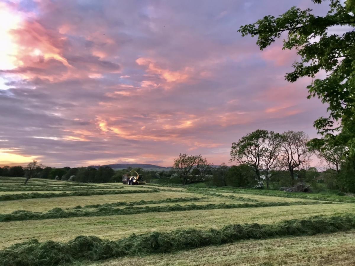 Jane Ashall - cutting silage on a summer's evening