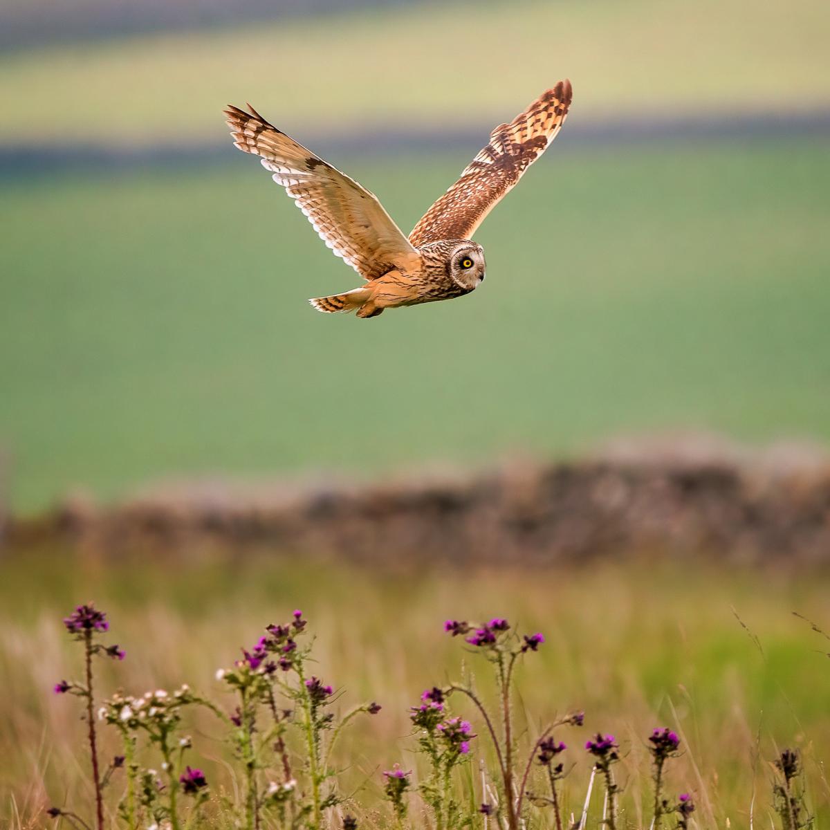 Winning image by Mark Harder - Short Eared Owl