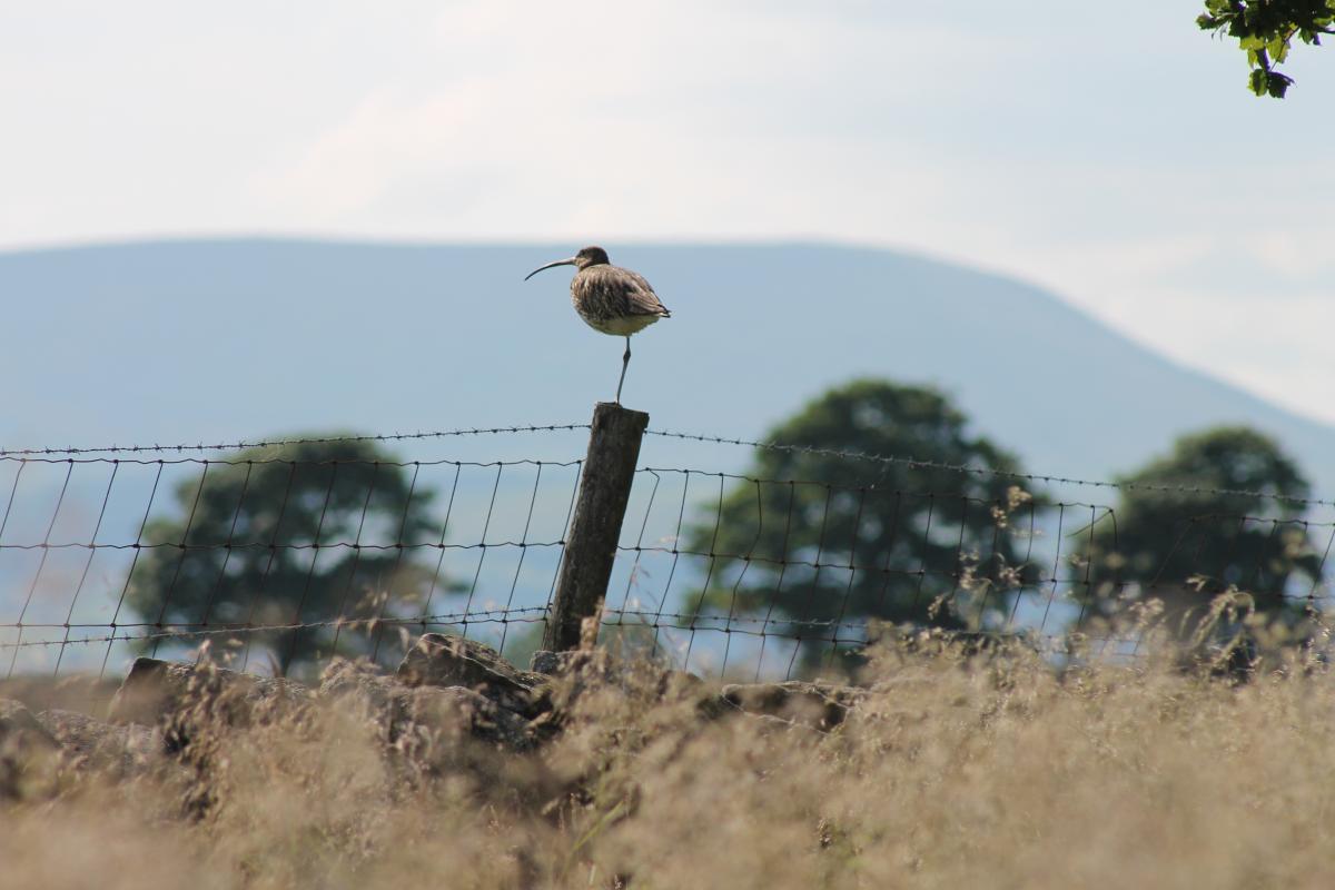 Phillipe Hanford - Curlew with Pendle backdrop