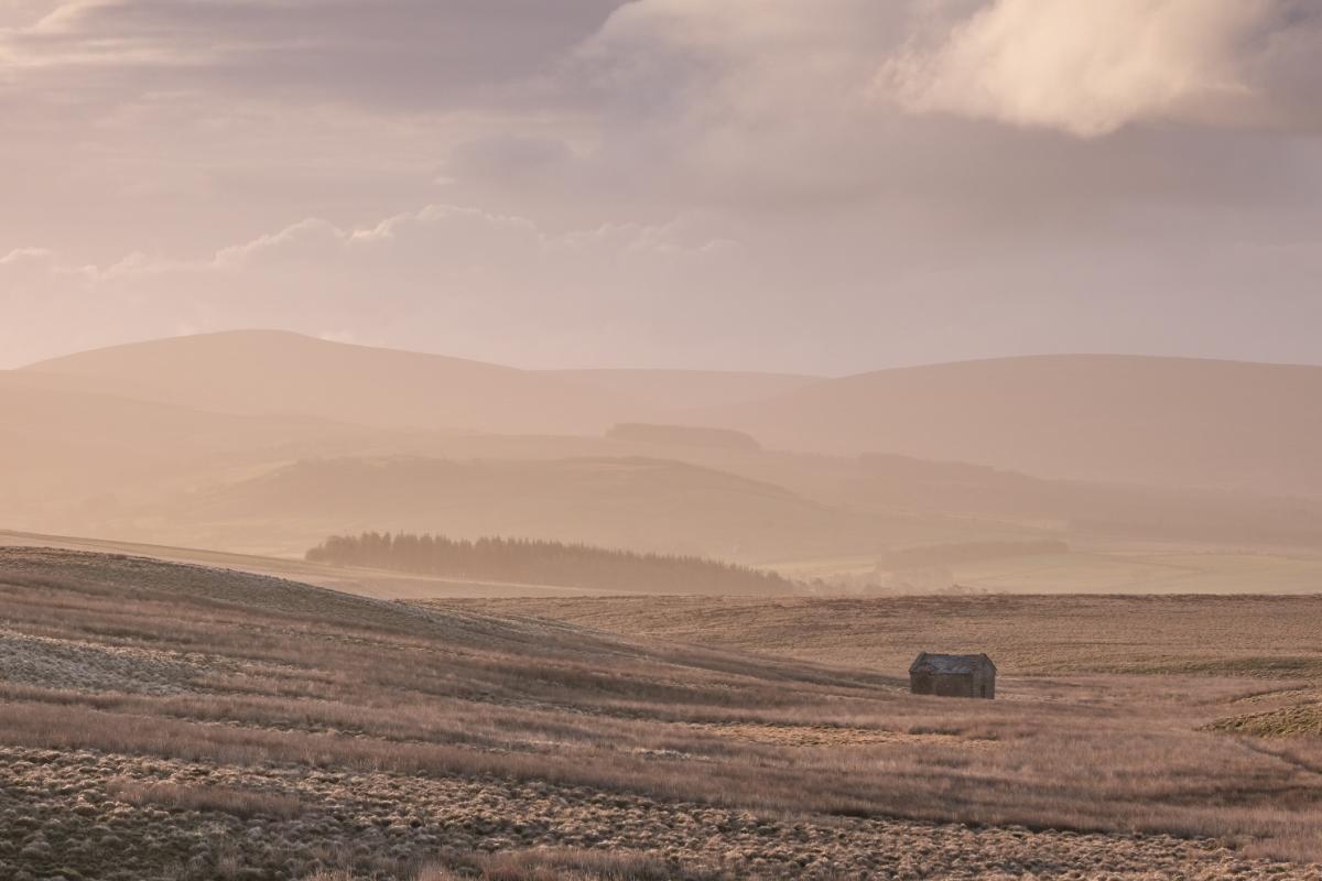 Bowland Gold by Jamie Rowe