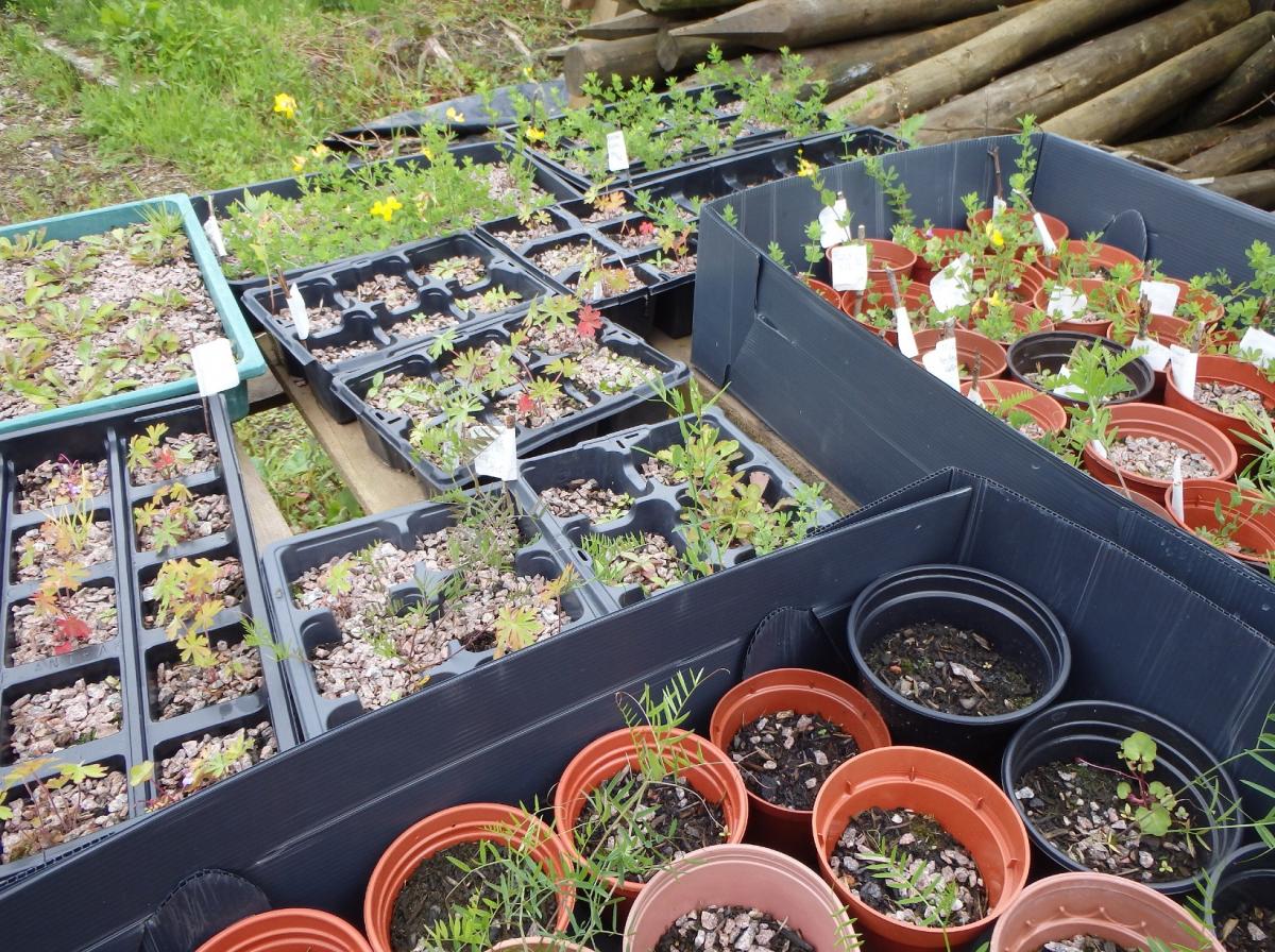 Plug plants at Beacon Fell