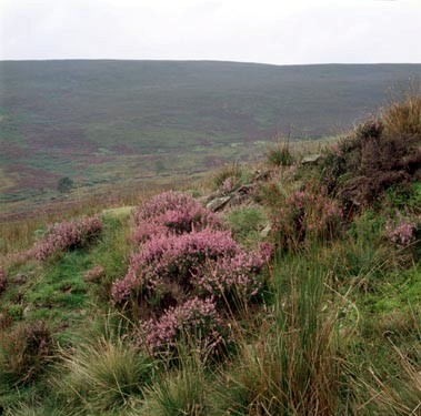 Upland Heath image copyright Tessa Bunney