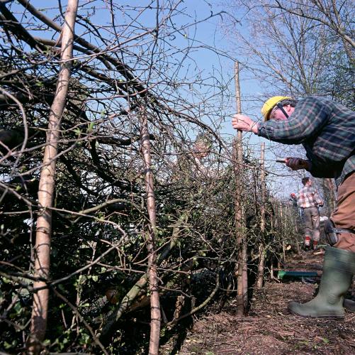 hedge laying