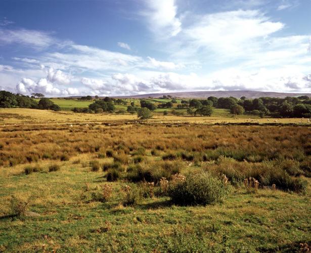 Rush pasture, image copyright Charlie Hedley