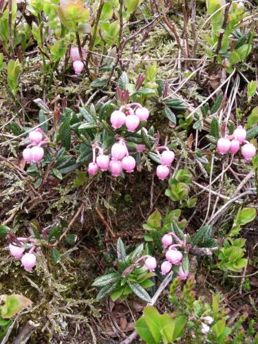 Bog Rosemary image copyright Jon Hickling