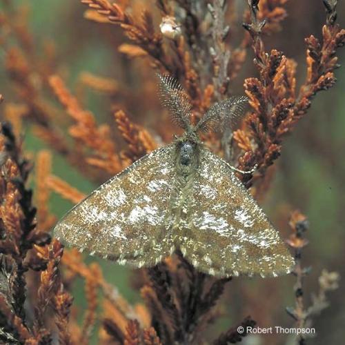 Common Heath image copyright Robert Thompson