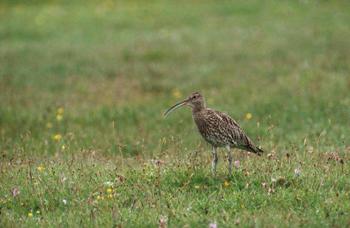 Curlew image by Chris Gomersall