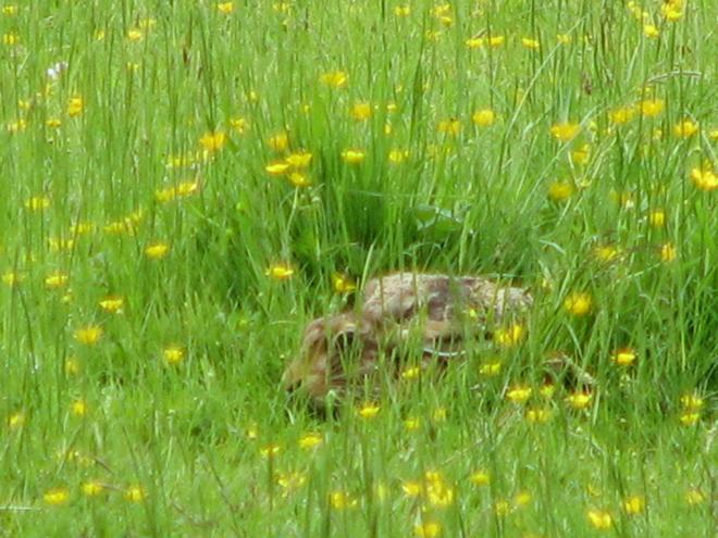 Hare image copyright David Bennett