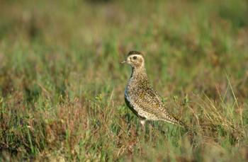 Golden Plover - image by Chris Gomersall