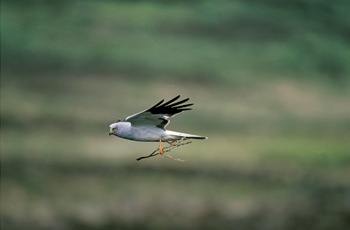 Hen Harrier - image by Andy Hay