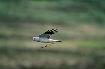 Copyright Andy Hay, RSPB