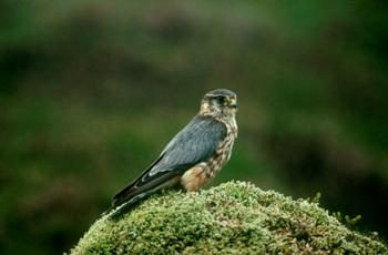 Copyright Chris Gomersall, RSPB