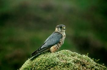 Copyright Chris Gomersall, RSPB