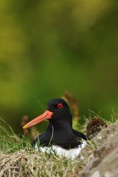 Oyster Catcher - image by Tom Marshall