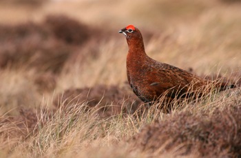 Copyright Tom Marshall, RSPB