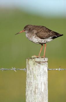 Red Shank - image credit Jon Hickling