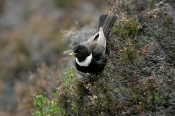 Copyright Andy Hay, RSPB