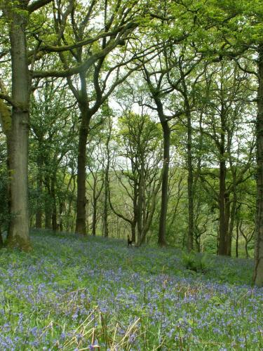 Roeburndale Woods - image copyright Jon Hickling