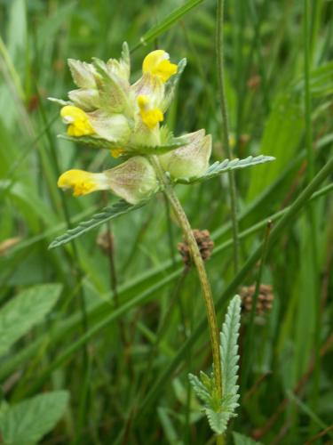 Yellow Rattle - image credit Jon Hicklnig