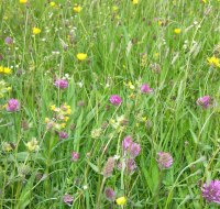 Bell Sykes Hay Meadow