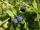 Bilberry - image credit Jon Hickling