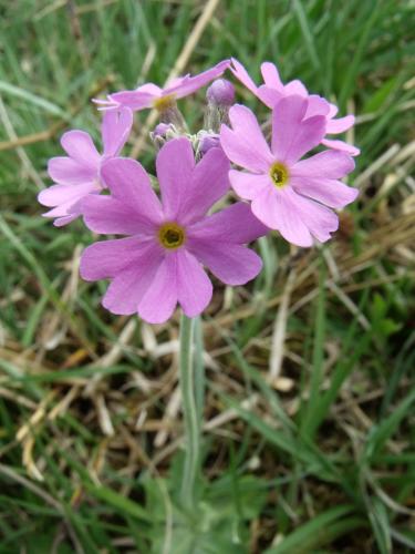 Bird's Eye Primrose - image credit Jon Hickling