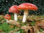 Fly Agaric - image credit Jon Hickling