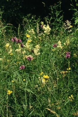 Herb rich meadow - image copyright Jon Hickling