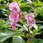 Himalayan Balsam