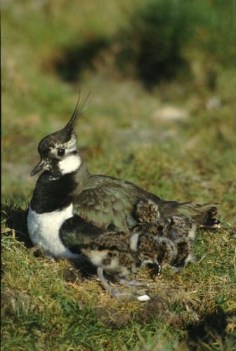 Lapwing